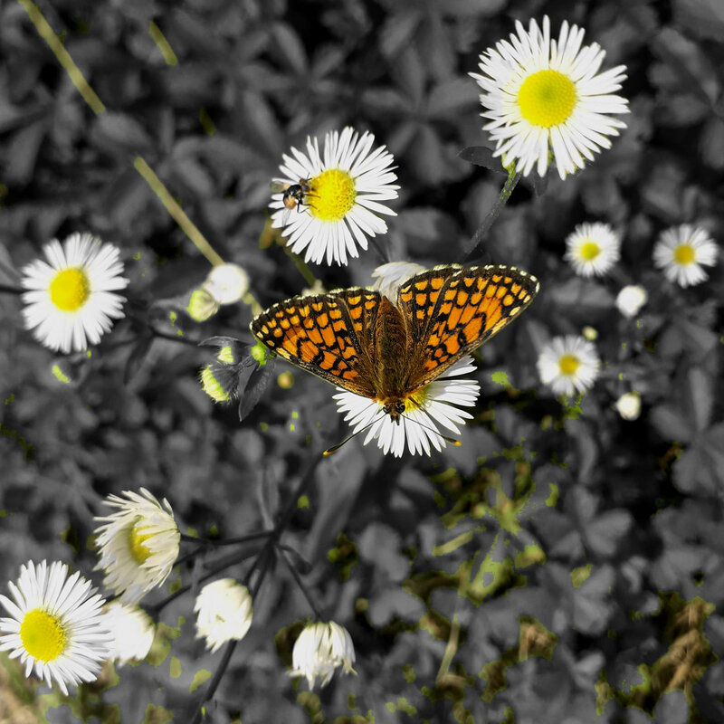 photo tel papillon