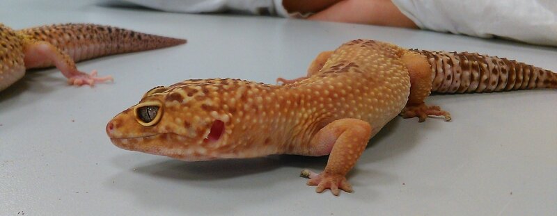 Gecko léopard 3