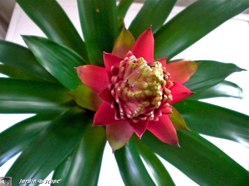plante exotique guzmania