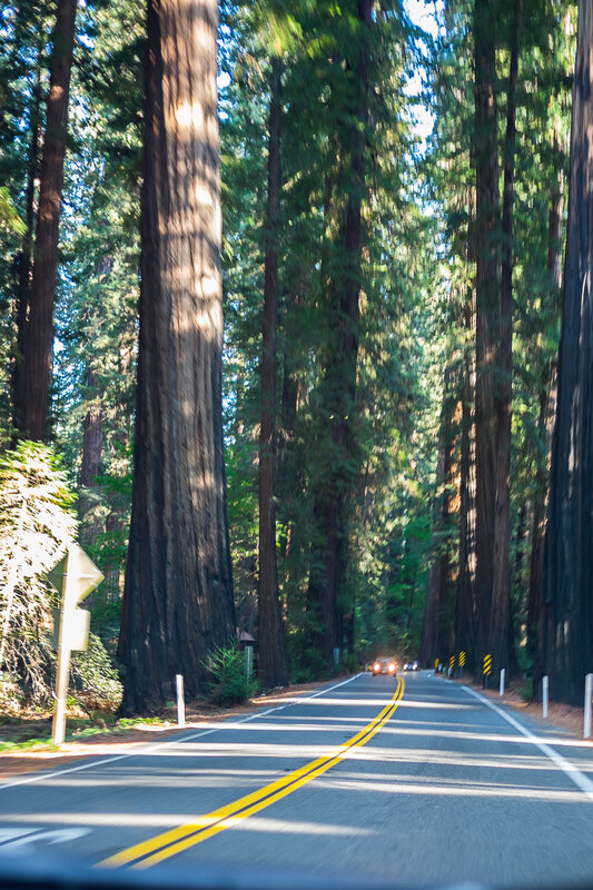 les Redwoods