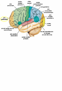 Le cerveau et le ventre