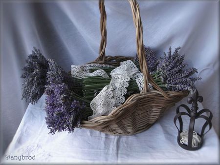 lavande du jardin bis