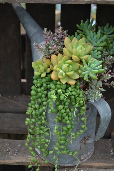 plantes succulentes