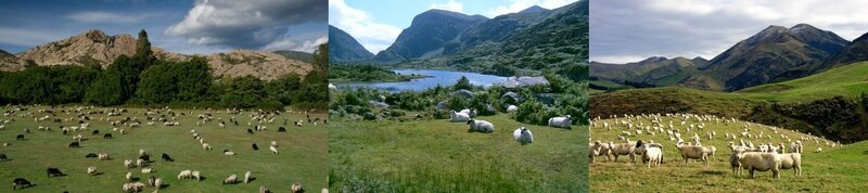 moutons corses-irlande-NZ