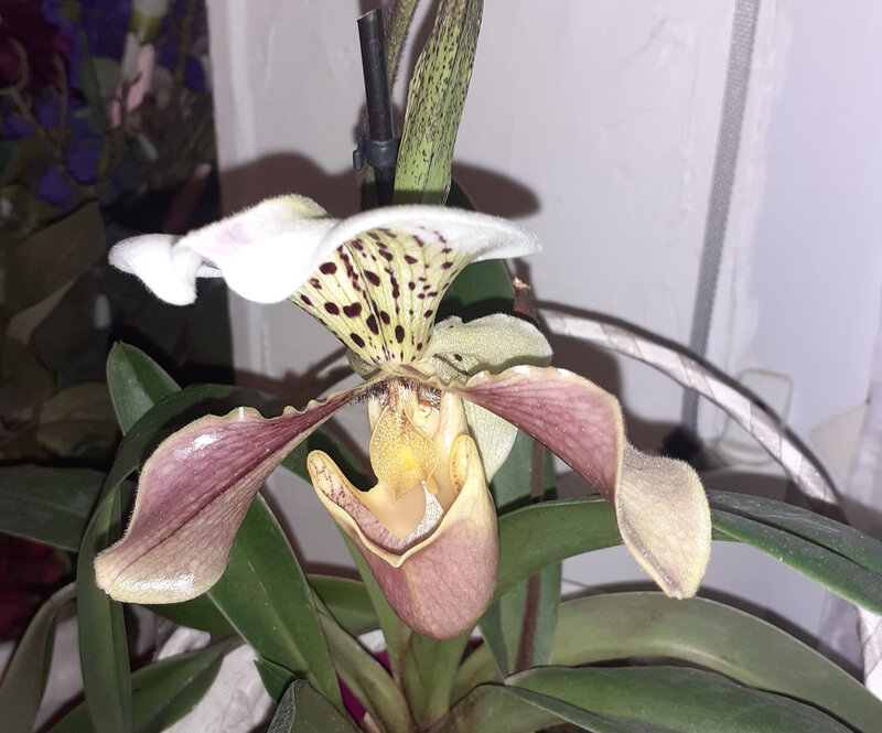 Orchidées (25)