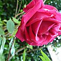 La Rose Lolita Lempicka