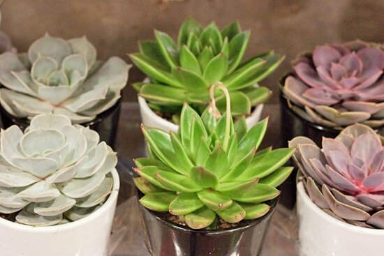 New-Covent-Garden-Flower-Market-Product-Profile-Report-May-2014-Succulents-Flowerona-10[1]