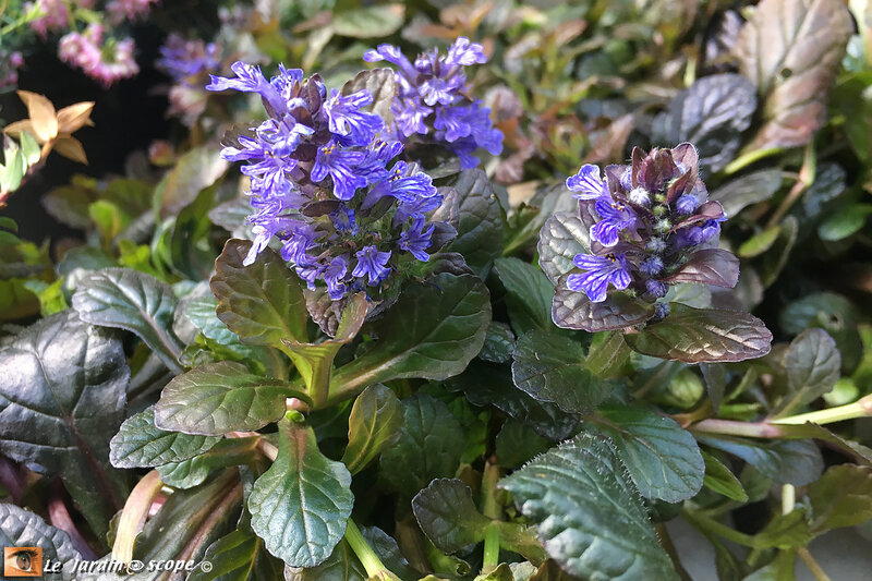 Ajuga-reptans