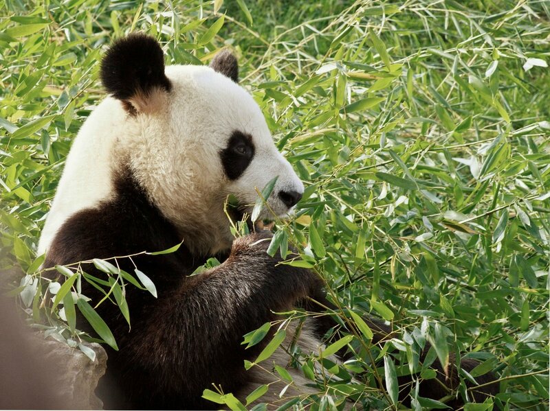 122-Panda Geant