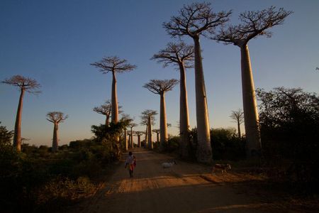 allee-des-baobabs