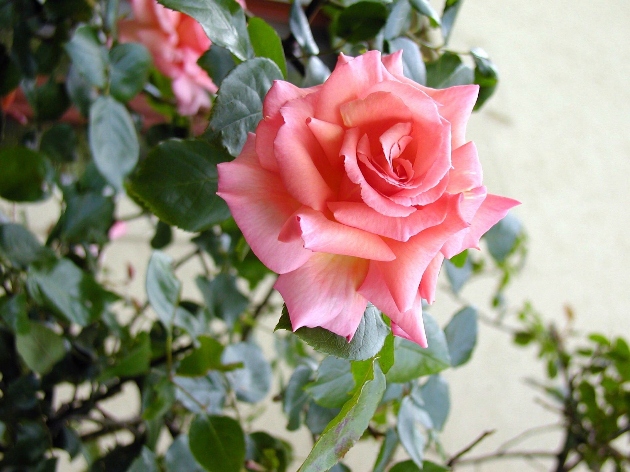 La rose est sans pourquoi