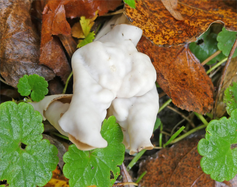 Champignons blancs 241122 3 ym