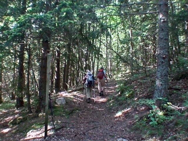 dans le bois de Poussebou