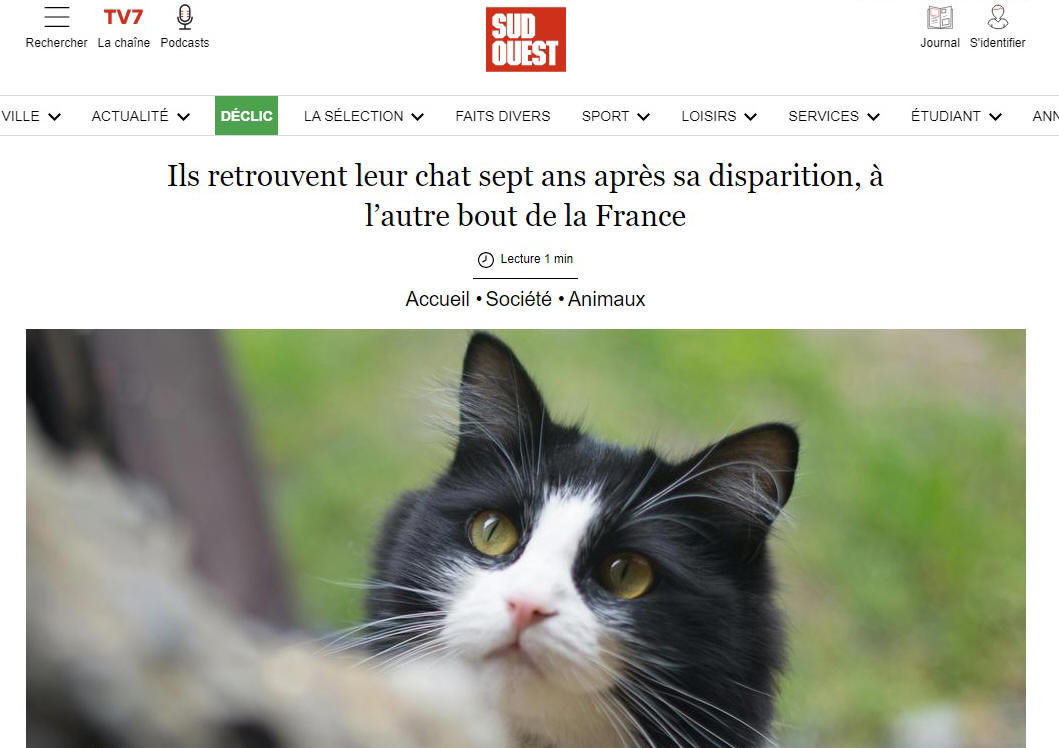 Magie des chats