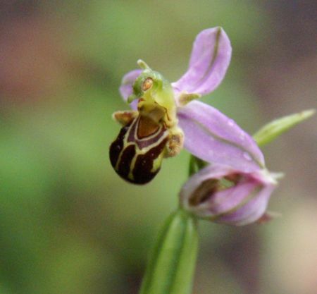 ophrys