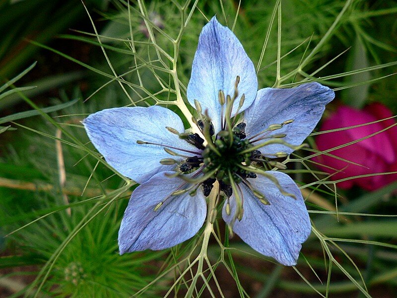 nigelle