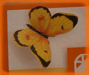 carte pour anita orangedetail papillon