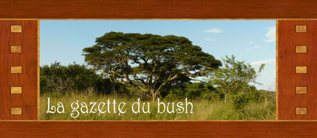 Gazette_bush