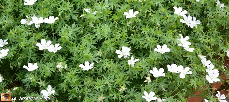 Geranium-blanc