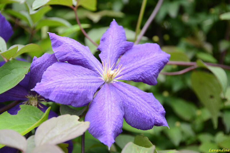 fleurs du jardin 06 18 (8)