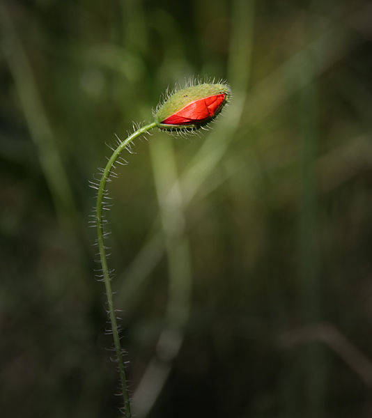 coquelicot2