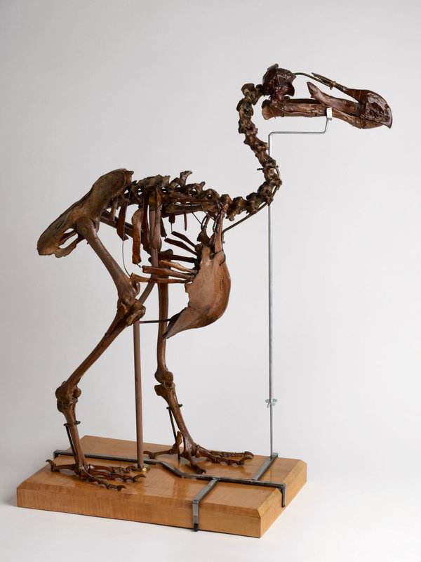 exposition-oiseau-rare-musee-des-confluences-dronte-de-maurice-dodo-1600x0