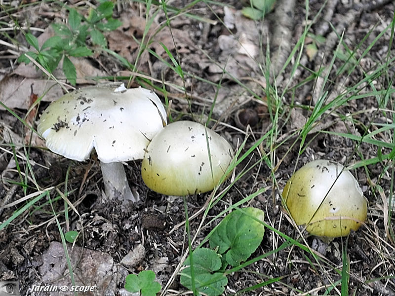 Amanite phalloïde • Amanita phalloides • Amanitaceae