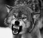 gray-wolf-teeth