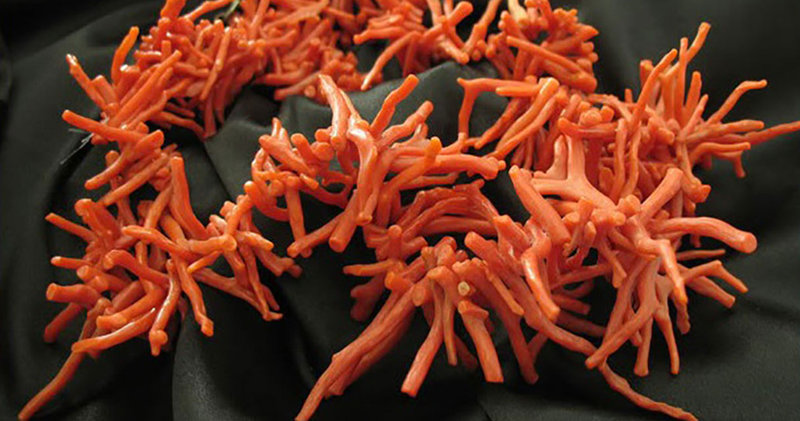 corail-ornement