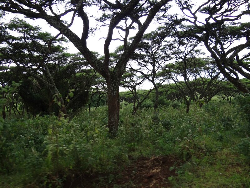 Forêt lors de la descente dans le cratère du Ngorongoro