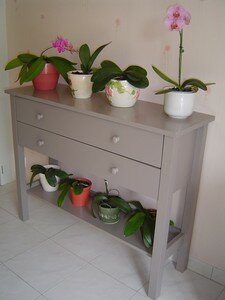 orchid_es_23_juillet_003