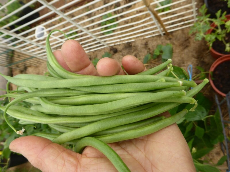 26-1ers haricots verts serre (1)