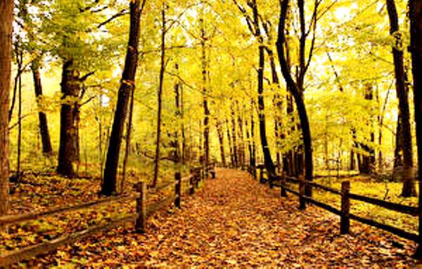 Forests_Autumn_Foliage_Fence_Trees_515490_300x191