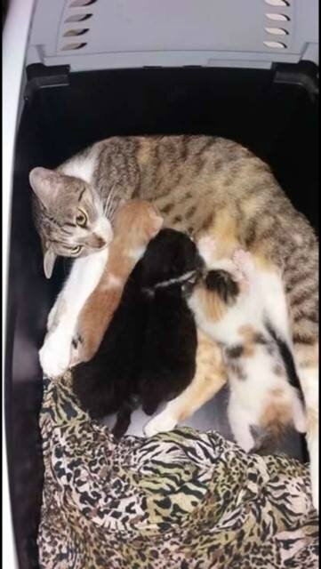 jeune chatte abandonnée avec ses bébés