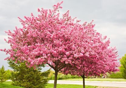 Arbre de Judée