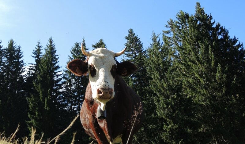 Cordon, randonnée belvédère, vache et sapins (74)
