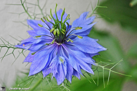 Nigella damascena