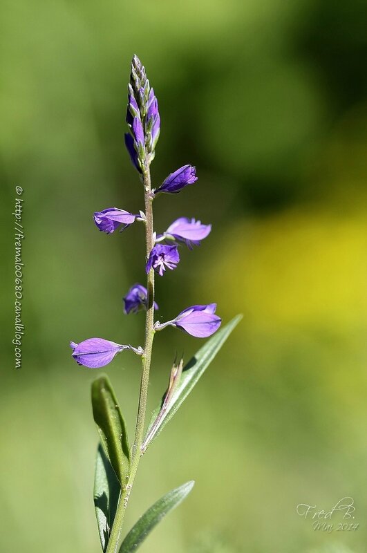 Polygala vulgaris ?