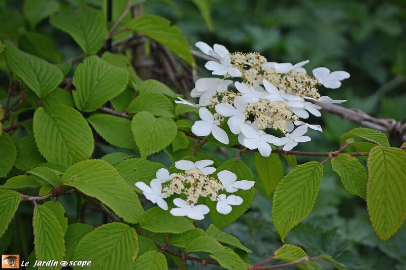 Viburnum