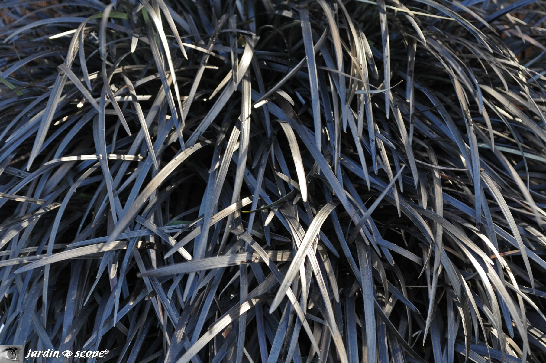 Ophiopogon nigrescens