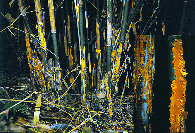 Stereostratum corticioides_1990_0427mont