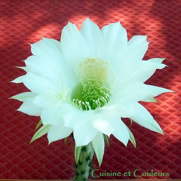fleur_de_cactus