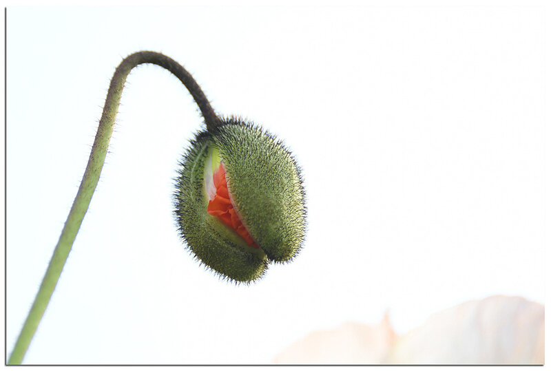 Paris_Jardin_Plantes_bouton_pavot_3