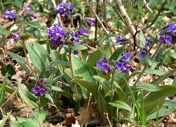 Pulmonaria montana