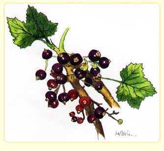 cassis
