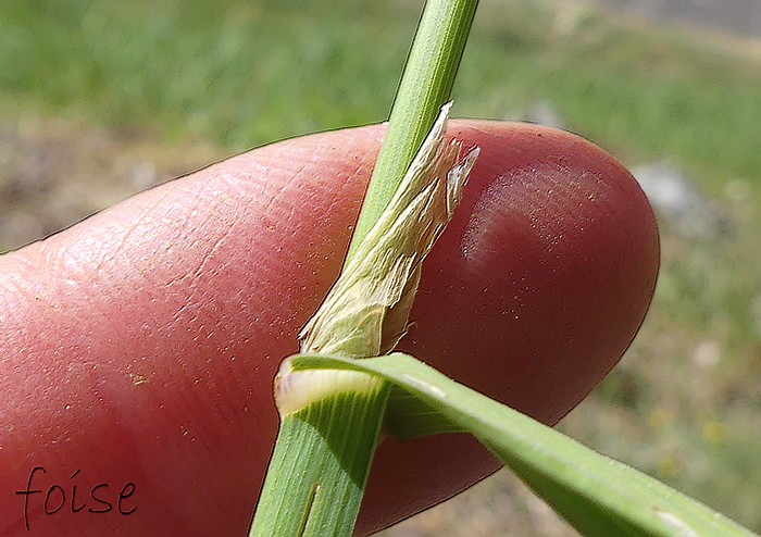 ligule oblongue déchirée