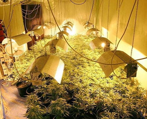 plantation cannabis