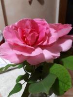 rosa 2