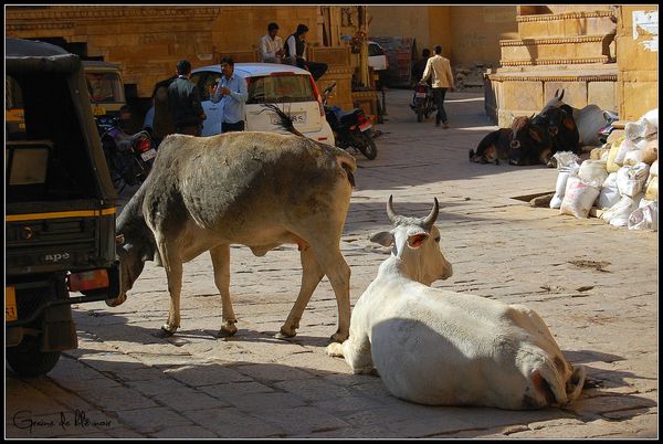Vaches dans Jaisalmer