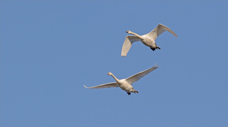 oiseaux cygnes vol ciel bleu 240219